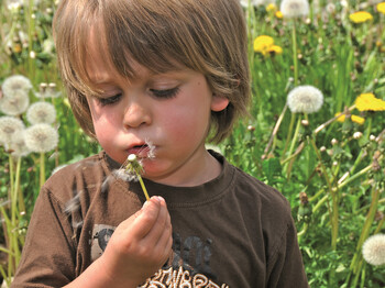 Ein kleiner Junge befindet sich in einer grünen Wiese und pustet an einer Pusteblume. Er hat braune kurze Haare und trägt ein braunes T-Shirt.