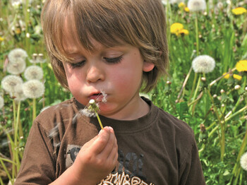 Ein kleiner Junge mit braunen, längeren Haaren und einem braunen T-Shirt sitzt in einer Blumenwiese und hält eine Pusteblume in seiner rechten Hand, deren Fallschirme er in die Luft pustet.