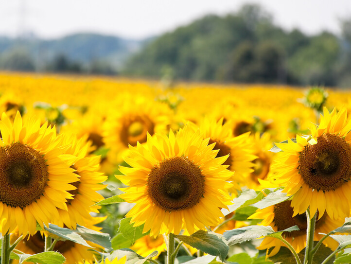 Sonnenblumen in leuchtendem Gelb auf einem Feld